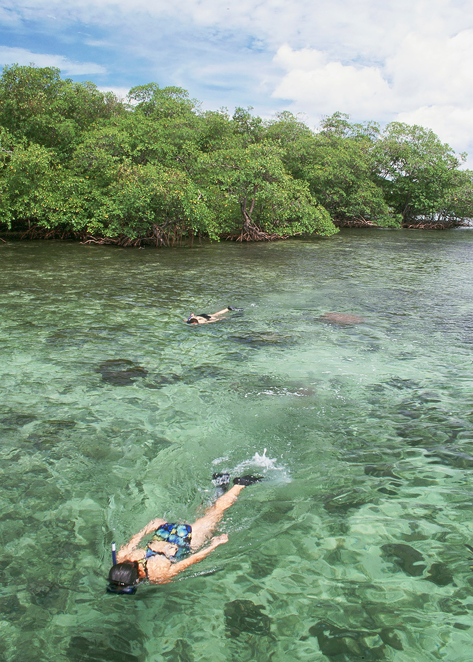 snorkeling at coral cay bocas del toro panama