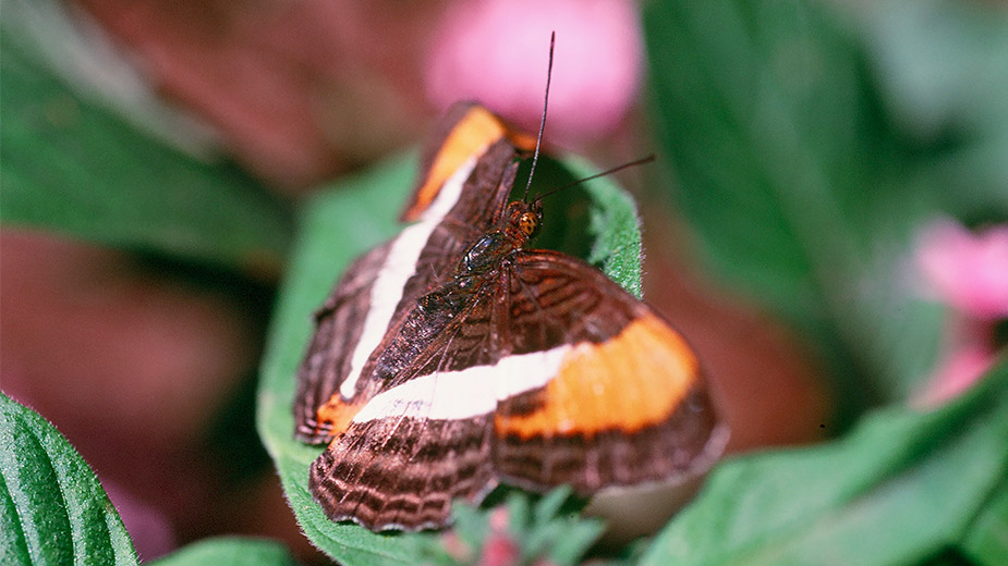 butterfly haven butterfly garden el valle de anton panama